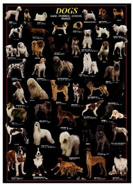 dog breeds chart. every Breeds dog complete